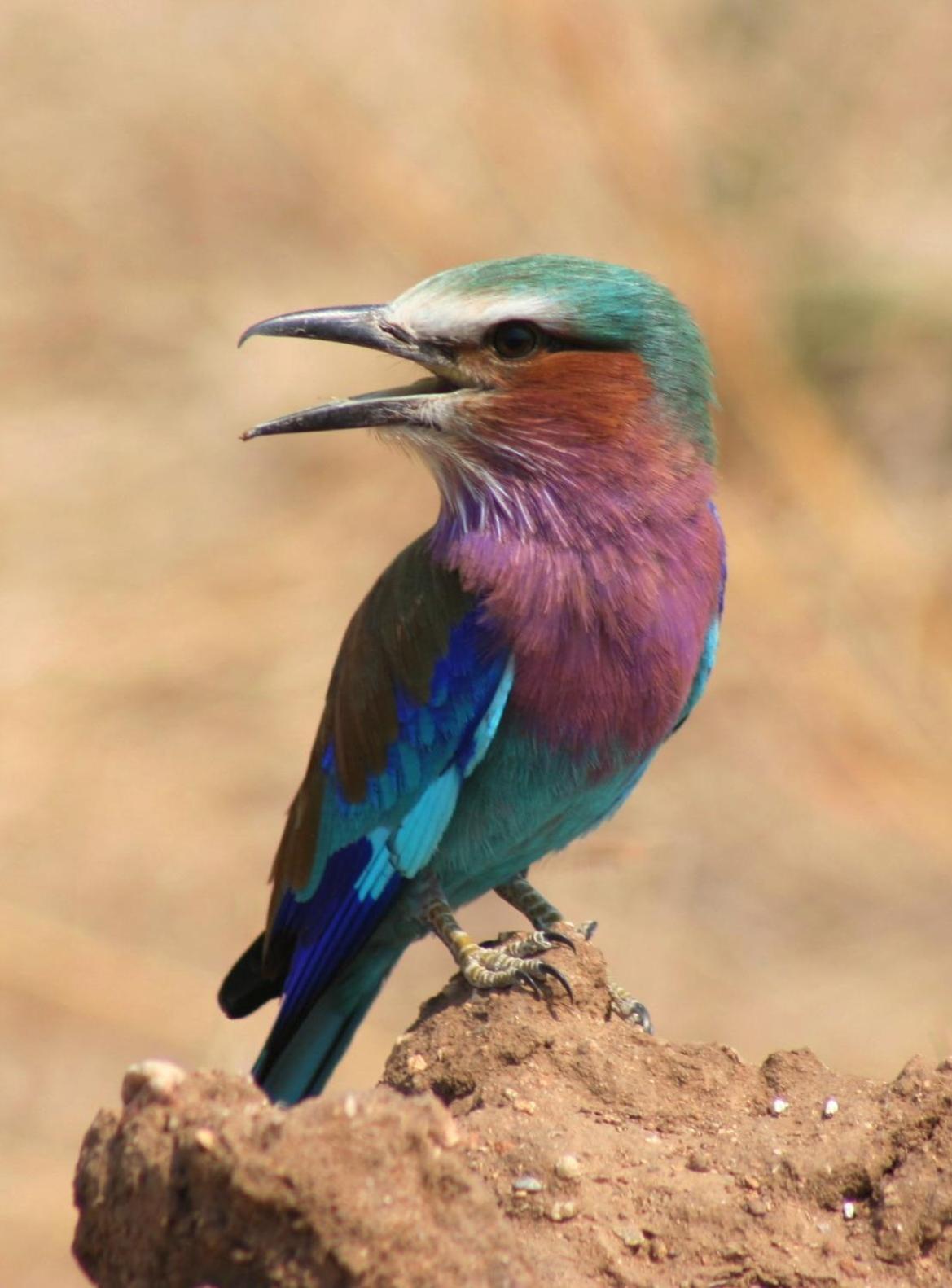 African Sunrise Lodge And Campsite Mto wa Mbu Esterno foto