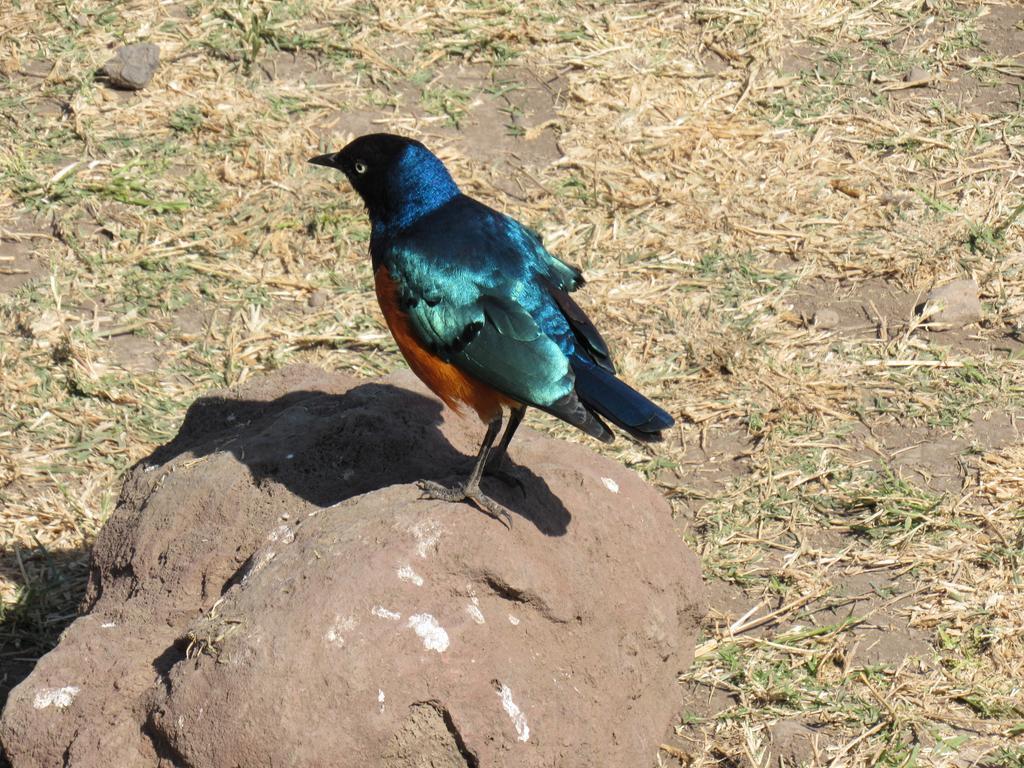 African Sunrise Lodge And Campsite Mto wa Mbu Esterno foto
